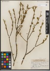 Foto von Salix serissima (L. H. Bailey) Fern.